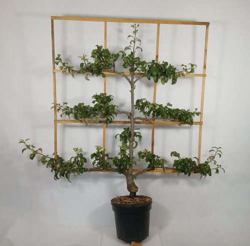 Grusza 'Concorde'