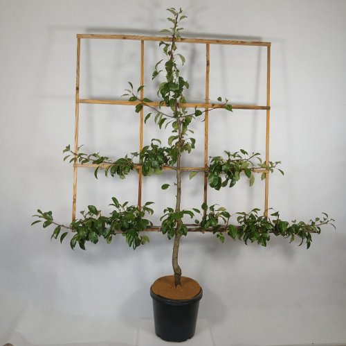 Grusza 'Faworytka'