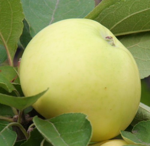 Jabłoń 'Oliwka Żółta' 