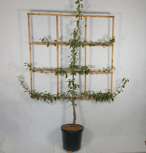 Grusza 'Józefinka'