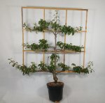 Grusza 'Concorde'